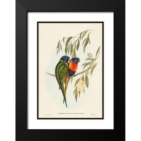 Swainsons Lorikeet-Trichoglossus Swainsonii Black Modern Wood Framed Art Print with Double Matting by Gould, John