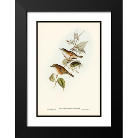 White-breasted Zosterops-Zosterops albogularis Black Modern Wood Framed Art Print with Double Matting by Gould, John
