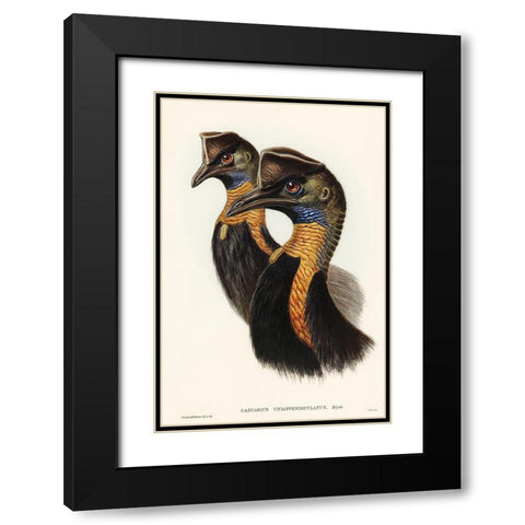 One-carunculated Cassowary-Casuarius uniappendiculatus Black Modern Wood Framed Art Print with Double Matting by Gould, John