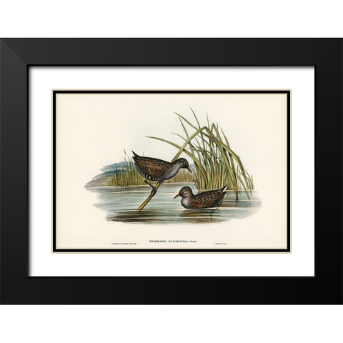 Spotted Water Crake-Porzana fluminea Black Modern Wood Framed Art Print with Double Matting by Gould, John