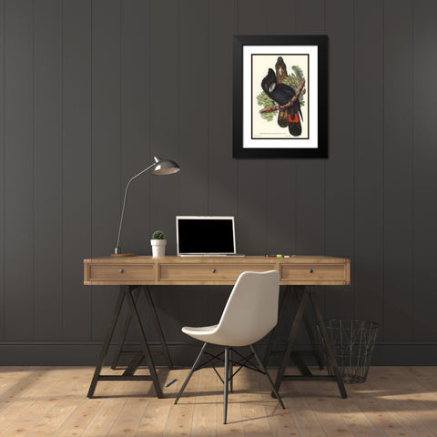 Great-billed Black Cockatoo-Calyptorhynchus macrorhynchus Black Modern Wood Framed Art Print with Double Matting by Gould, John