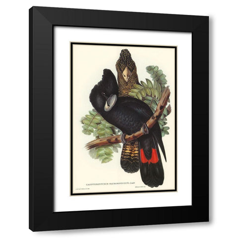 Great-billed Black Cockatoo-Calyptorhynchus macrorhynchus Black Modern Wood Framed Art Print with Double Matting by Gould, John