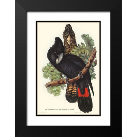 Great-billed Black Cockatoo-Calyptorhynchus macrorhynchus Black Modern Wood Framed Art Print with Double Matting by Gould, John