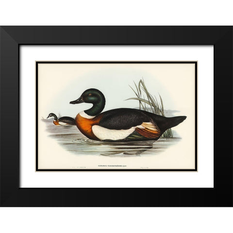 Chesnut-Coloured Shieldrake-Casarca Tadornoides Black Modern Wood Framed Art Print with Double Matting by Gould, John