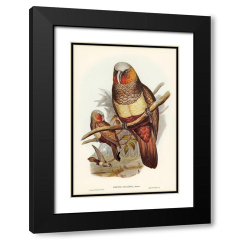 Prince of Esslings Parrot-Nestor Esslingii Black Modern Wood Framed Art Print with Double Matting by Gould, John