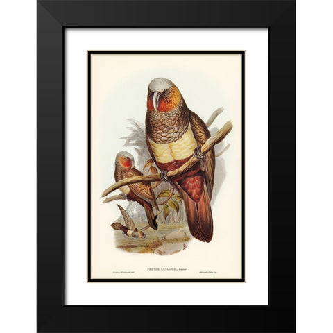 Prince of Esslings Parrot-Nestor Esslingii Black Modern Wood Framed Art Print with Double Matting by Gould, John