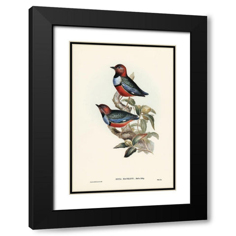 Macklots Pitta-Pitta Mackloti Black Modern Wood Framed Art Print with Double Matting by Gould, John