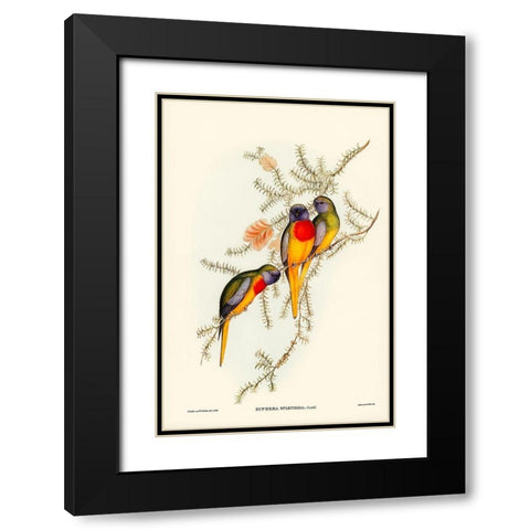 Splendid Grass-Parakeet-Euphema splendida Black Modern Wood Framed Art Print with Double Matting by Gould, John