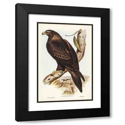 Wedge-tailed Eagle-Aquila focosa Black Modern Wood Framed Art Print with Double Matting by Gould, John
