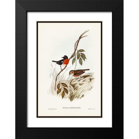 Norfolk Island Robin-Petroica erythrogastra Black Modern Wood Framed Art Print with Double Matting by Gould, John