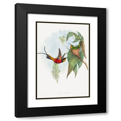 Topaza pyra-Fairy Topaz Black Modern Wood Framed Art Print with Double Matting by Gould, John