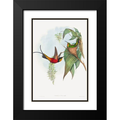 Topaza pyra-Fairy Topaz Black Modern Wood Framed Art Print with Double Matting by Gould, John