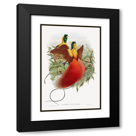 Loddigesia Mirabilis Black Modern Wood Framed Art Print with Double Matting by Gould, John