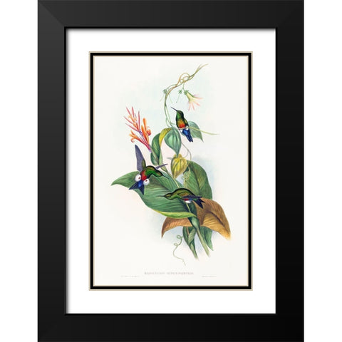 Eriocnemis cupreiventris-Coppery-vented Puff-Leg Black Modern Wood Framed Art Print with Double Matting by Gould, John