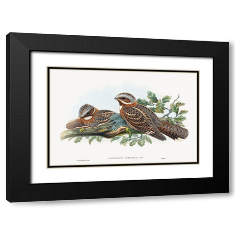 Caprimulgus Ruficollis Black Modern Wood Framed Art Print with Double Matting by Gould, John