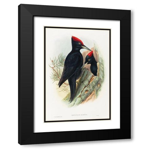 Great Black Woodpecker-Dryocopus martius Black Modern Wood Framed Art Print with Double Matting by Gould, John