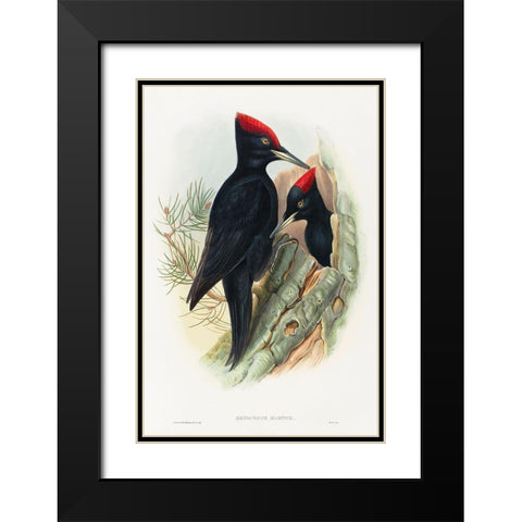 Great Black Woodpecker-Dryocopus martius Black Modern Wood Framed Art Print with Double Matting by Gould, John