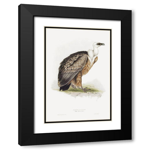 Griffon Vulture Black Modern Wood Framed Art Print with Double Matting by Gould, John