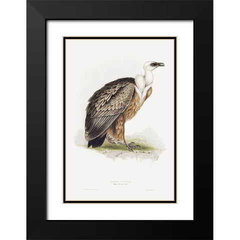 Griffon Vulture Black Modern Wood Framed Art Print with Double Matting by Gould, John