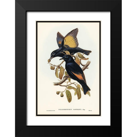 Rawnsleys Bower-bird-Ptilonorhynchus Rawnsleyi Black Modern Wood Framed Art Print with Double Matting by Gould, John