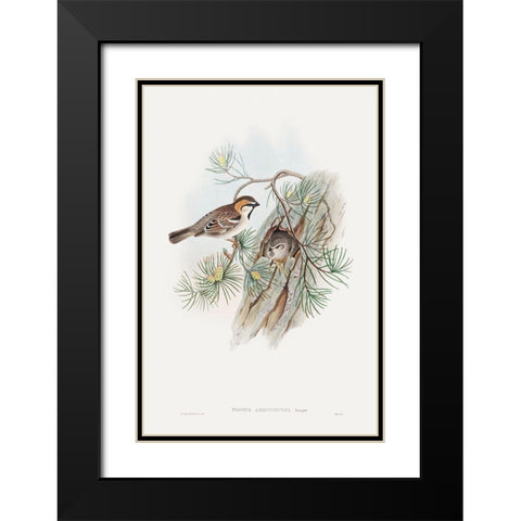 Passer Ammodendri-Severtzow-Turkestan Sparrow Black Modern Wood Framed Art Print with Double Matting by Gould, John