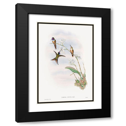 The family of hummingbirds Black Modern Wood Framed Art Print with Double Matting by Gould, John