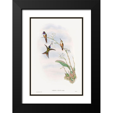 The family of hummingbirds Black Modern Wood Framed Art Print with Double Matting by Gould, John