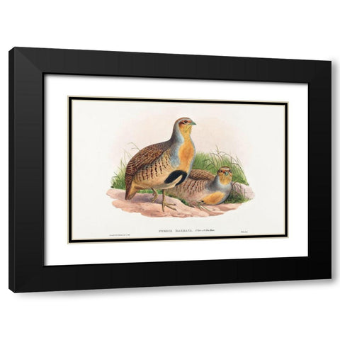 Perdix barbata-Daurian Partridge Black Modern Wood Framed Art Print with Double Matting by Gould, John