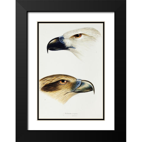 White-bellied sea eagle and Whistling kite Black Modern Wood Framed Art Print with Double Matting by Gould, John