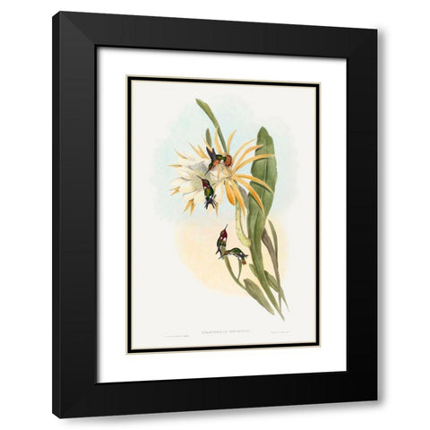 Calothorax heliodori Black Modern Wood Framed Art Print with Double Matting by Gould, John