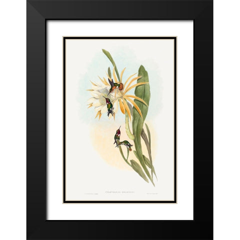 Calothorax heliodori Black Modern Wood Framed Art Print with Double Matting by Gould, John