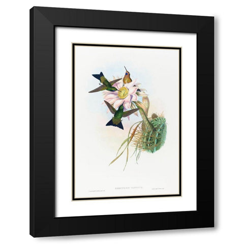 Eriocnemis vestitus-Glowing Puff-Leg Black Modern Wood Framed Art Print with Double Matting by Gould, John