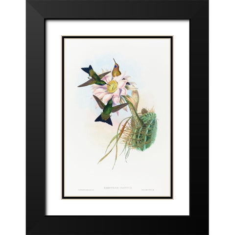 Eriocnemis vestitus-Glowing Puff-Leg Black Modern Wood Framed Art Print with Double Matting by Gould, John