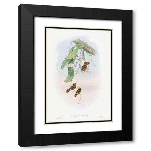 The family of hummingbirdsÂ  Black Modern Wood Framed Art Print with Double Matting by Gould, John