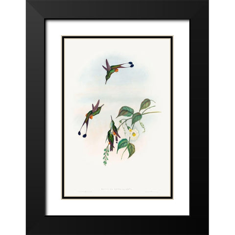 Spathura rufocaligata-Red-booted Racket-Tail Black Modern Wood Framed Art Print with Double Matting by Gould, John
