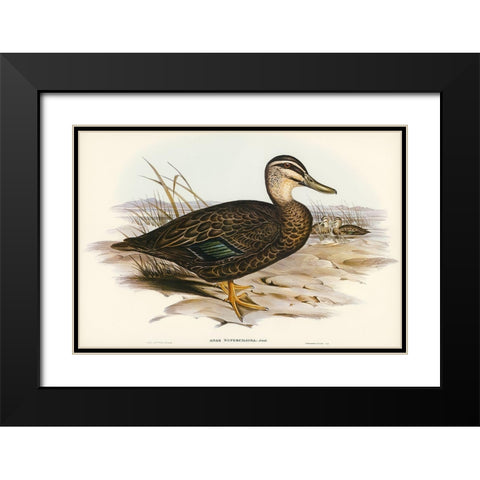 Australian Wild Duck-Anus superciliosa Black Modern Wood Framed Art Print with Double Matting by Gould, John