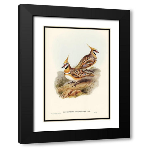 White-bellied Bronzewing-Lophophaps leucogaster Black Modern Wood Framed Art Print with Double Matting by Gould, John