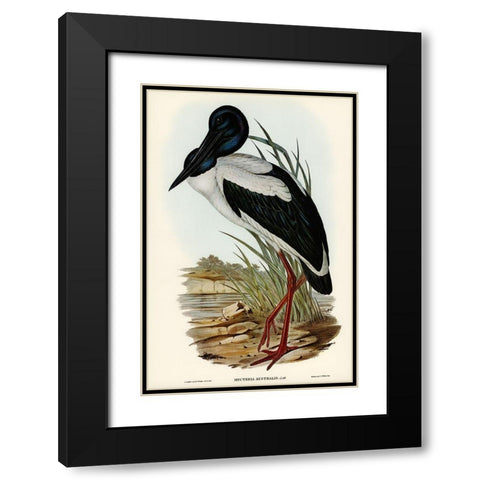 Australian Mycteria-Mycteria Australis Black Modern Wood Framed Art Print with Double Matting by Gould, John