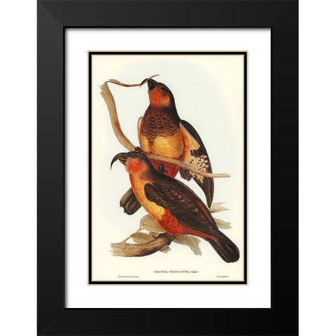 Philip Island Parrot-Nestor productus Black Modern Wood Framed Art Print with Double Matting by Gould, John