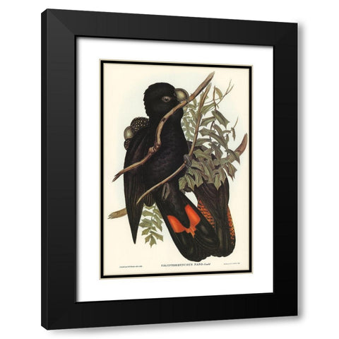 Western Black Cockatoo-Calyptorhynchus naso Black Modern Wood Framed Art Print with Double Matting by Gould, John