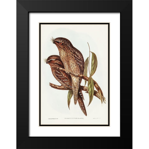 Tawny Frogmouth-Podargus Cuvieri Black Modern Wood Framed Art Print with Double Matting by Gould, John