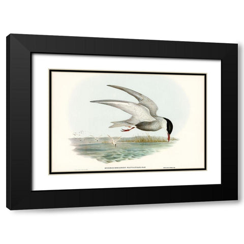 Marsh Tern-Hydrochelidon fluviatilis Black Modern Wood Framed Art Print with Double Matting by Gould, John