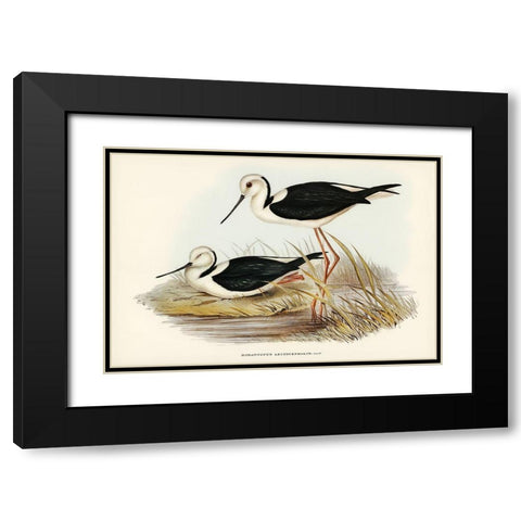 White-headed Stilt-Himantopus leucocephalus Black Modern Wood Framed Art Print with Double Matting by Gould, John