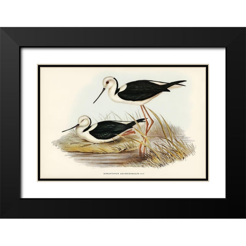White-headed Stilt-Himantopus leucocephalus Black Modern Wood Framed Art Print with Double Matting by Gould, John