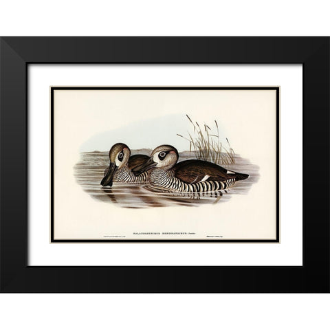 Membranaceous Duck-Malacorhynchus membranaceus Black Modern Wood Framed Art Print with Double Matting by Gould, John