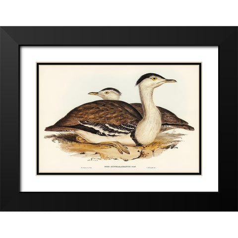Australian Bustard-Otis Australasianus Black Modern Wood Framed Art Print with Double Matting by Gould, John