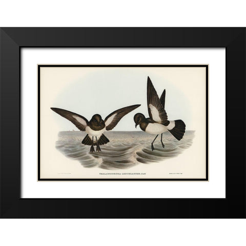 White-bellied Storm Petrel-Thalassidroma leucogaster Black Modern Wood Framed Art Print with Double Matting by Gould, John