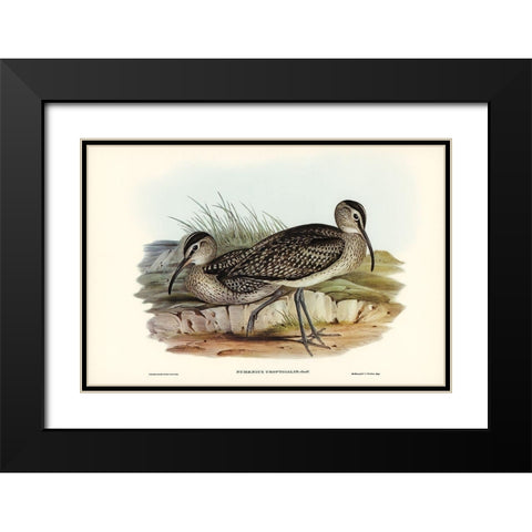Australian Whimbrel-Numenius uropygialis Black Modern Wood Framed Art Print with Double Matting by Gould, John