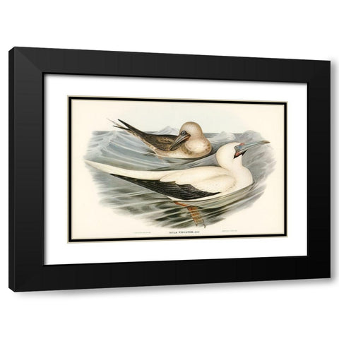 Red-legged Gannet-Sula piscator Black Modern Wood Framed Art Print with Double Matting by Gould, John