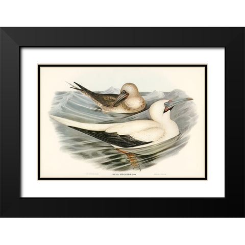 Red-legged Gannet-Sula piscator Black Modern Wood Framed Art Print with Double Matting by Gould, John